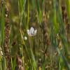 Parnassia